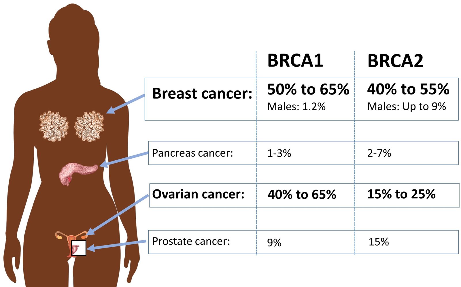 Young BRCA Carriers with Breast Cancer